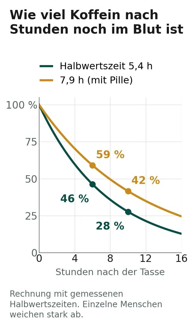 Liniendiagramm: Koffein im Blut über 16 Stunden, nach 6 Stunden 46 Prozent bei Halbwertszeit 5,4 Stunden und 59 Prozent bei 7,9 Stunden