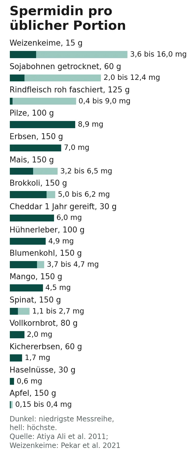 Balkengrafik: Spermidin pro üblicher Portion in mg, niedrigste bis höchste Messreihe: Weizenkeime 15 g 3,6 bis 16, Sojabohnen getrocknet 60 g 2 bis 12,4, Rindfleisch roh faschiert 125 g 0,4 bis 9, Pilze 100 g 8,9, Erbsen 150 g 7, Mais 150 g 3,2 bis 6,5, Brokkoli 150 g 5 bis 6,2, Cheddar gereift 30 g 6, Hühnerleber 100 g 4,9, Blumenkohl 150 g 3,7 bis 4,7, Mango 150 g 4,5, Spinat 150 g 1,1 bis 2,7, Vollkornbrot 80 g 2, Kichererbsen 60 g 1,7, Haselnüsse 30 g 0,6, Apfel 150 g 0,15 bis 0,4